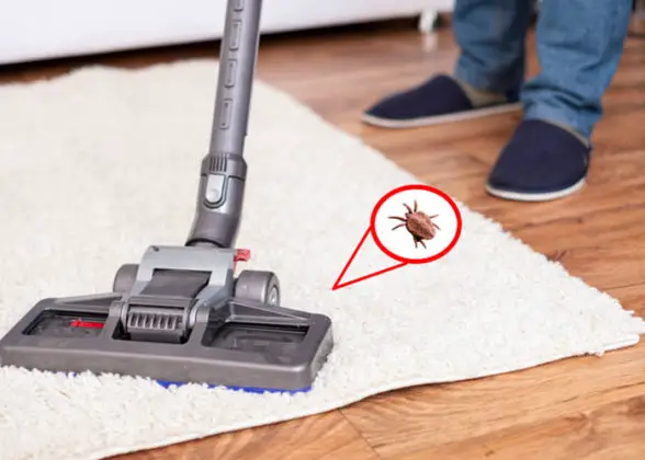 Eliminer les puces dans une maison : comment faire