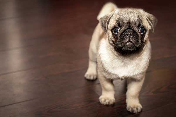 assurance pour chien