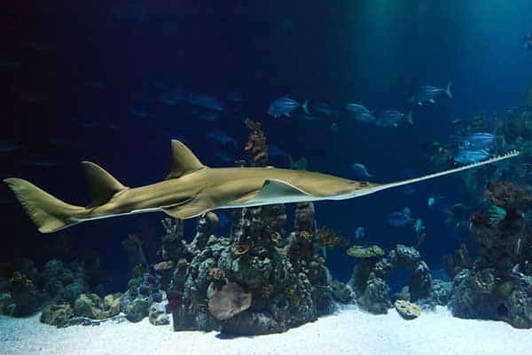 oceanopolis aquarium brest