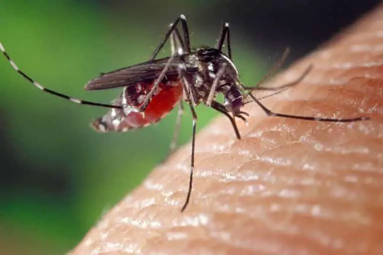 comment-reduire-demangeaisons-piqures-moustiques