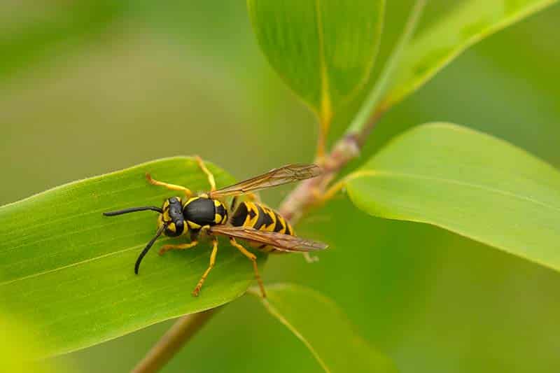 Que faire en cas de piqûre d'abeille ou de guêpe ?