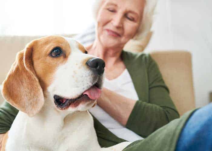 chien pour personne isolée