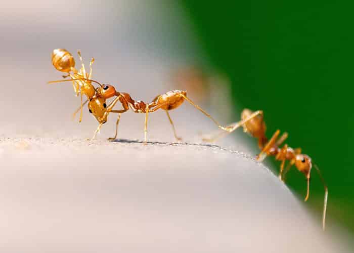 débarrasser des fourmis