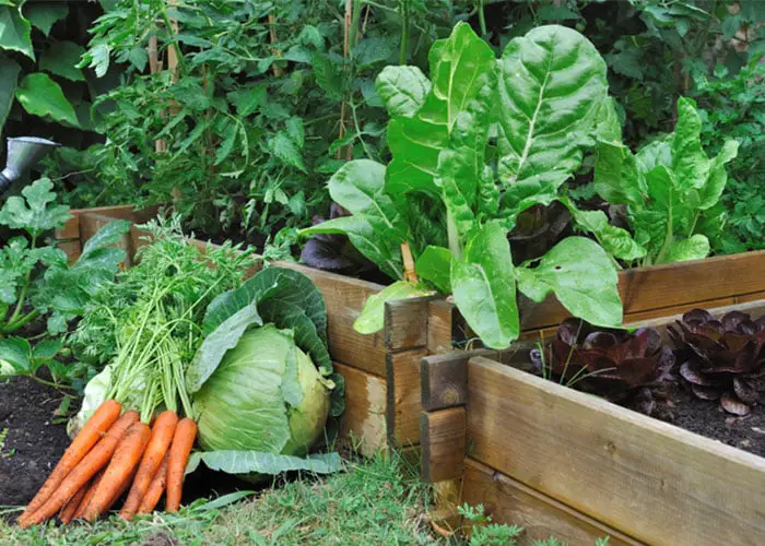 emplacement du potager