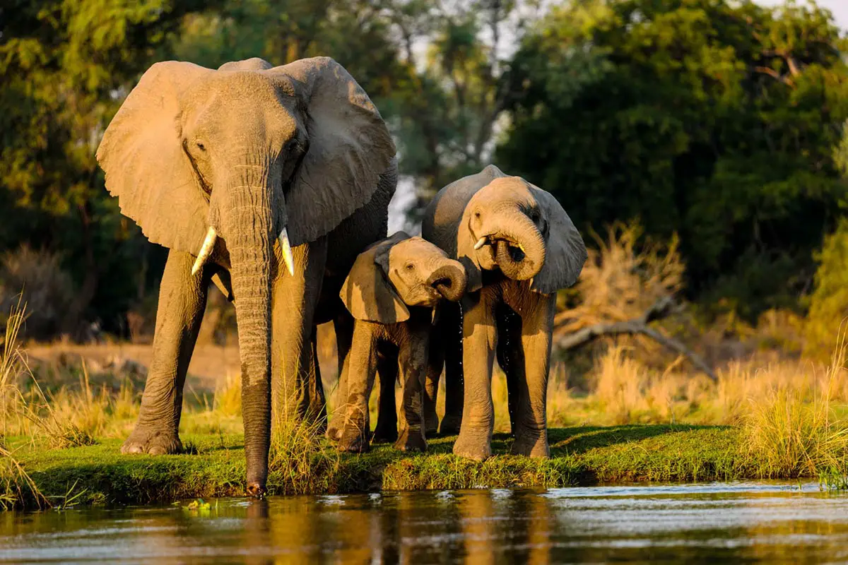 Elephants Afrique Du Sud