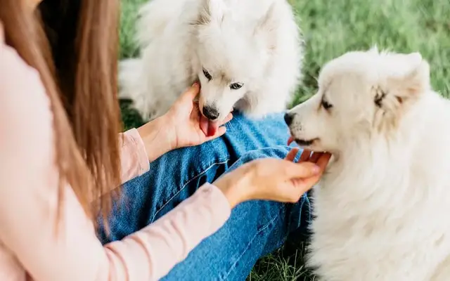 Femme heureuse de jouer avec des chiens mignons