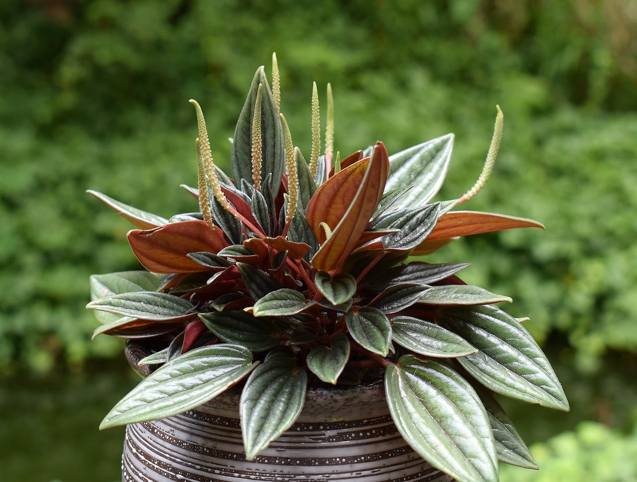 Arrosage Peperomia Obtusifolia