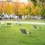 Green Iron Chairs On Green Lawn In Empty Public Sp 2021 09 04 08 21 47 Utc