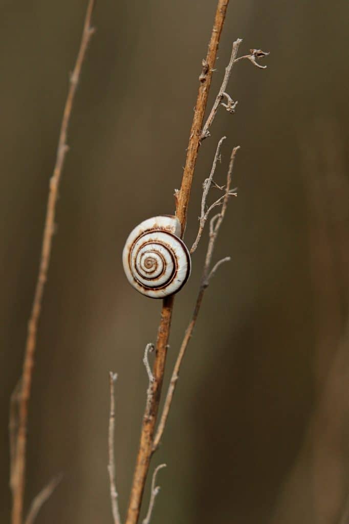 Bave Escargot