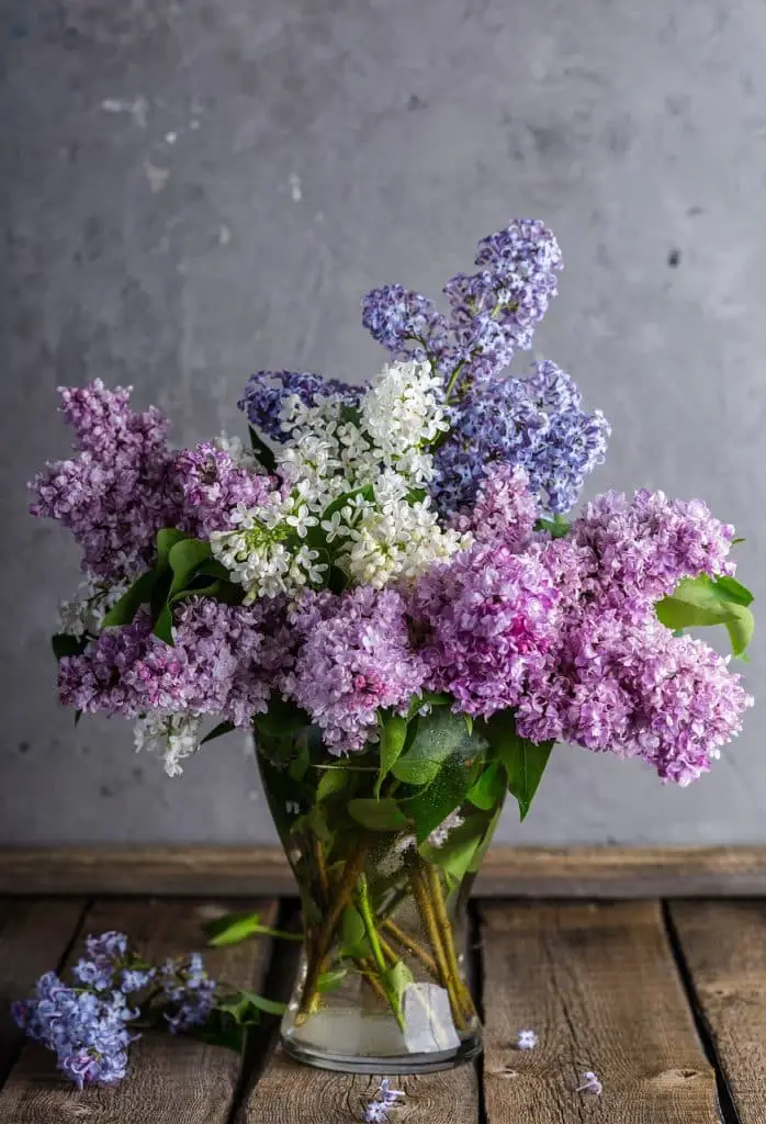 Nom De Fleur Donner à Son Enfant