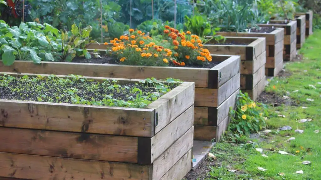 Jardin potager économique à essayer