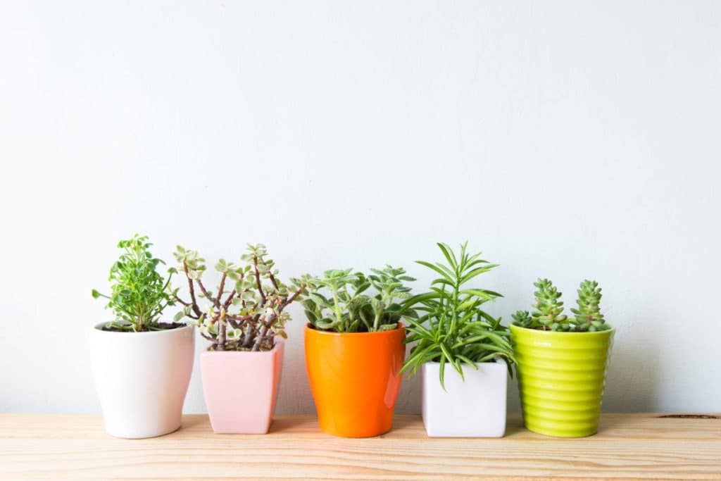 Choix Des Plantes Et Des Matériaux