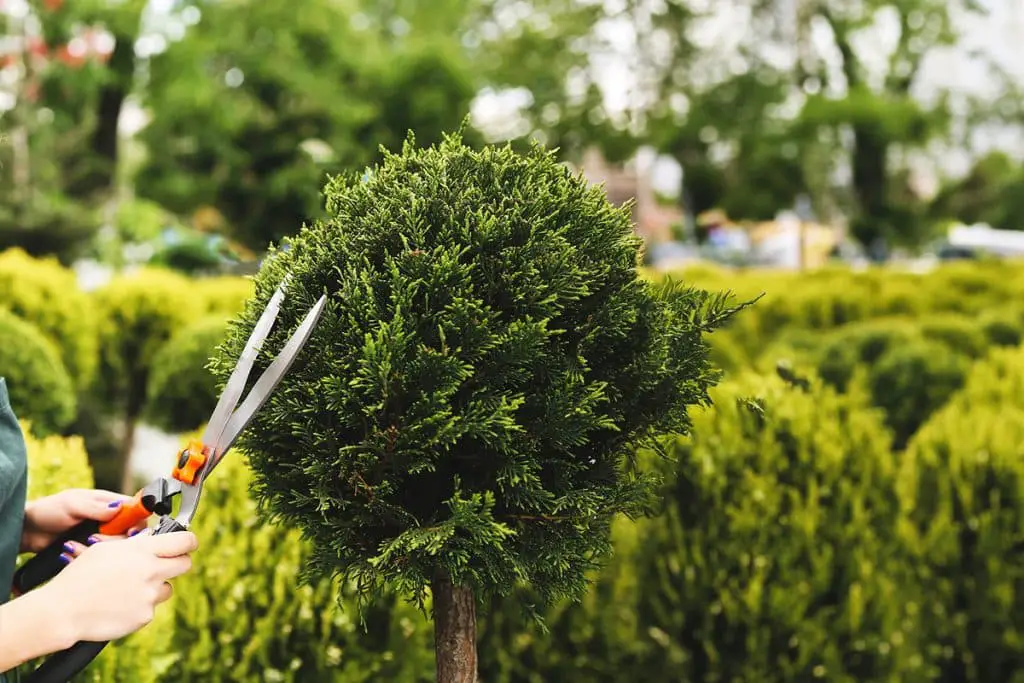Planification Et Conception Du Jardin