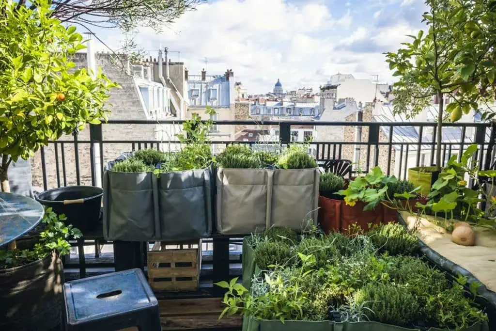 Aménager Un Mini Potager Pour Son Balcon Urbain