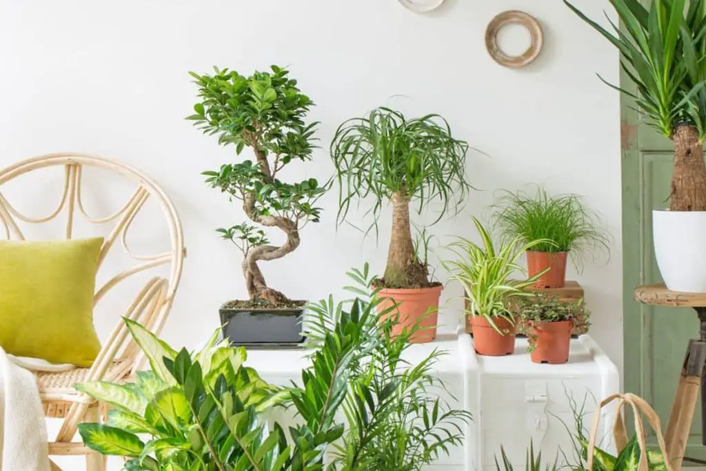 Image Article 14 Choisissez Des Plantes Adaptées à Votre Climat Intérieur