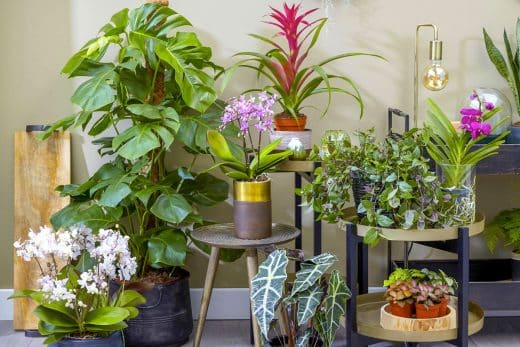 Comment choisir les meilleures plantes d'intérieur