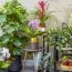 Comment choisir les meilleures plantes d'intérieur