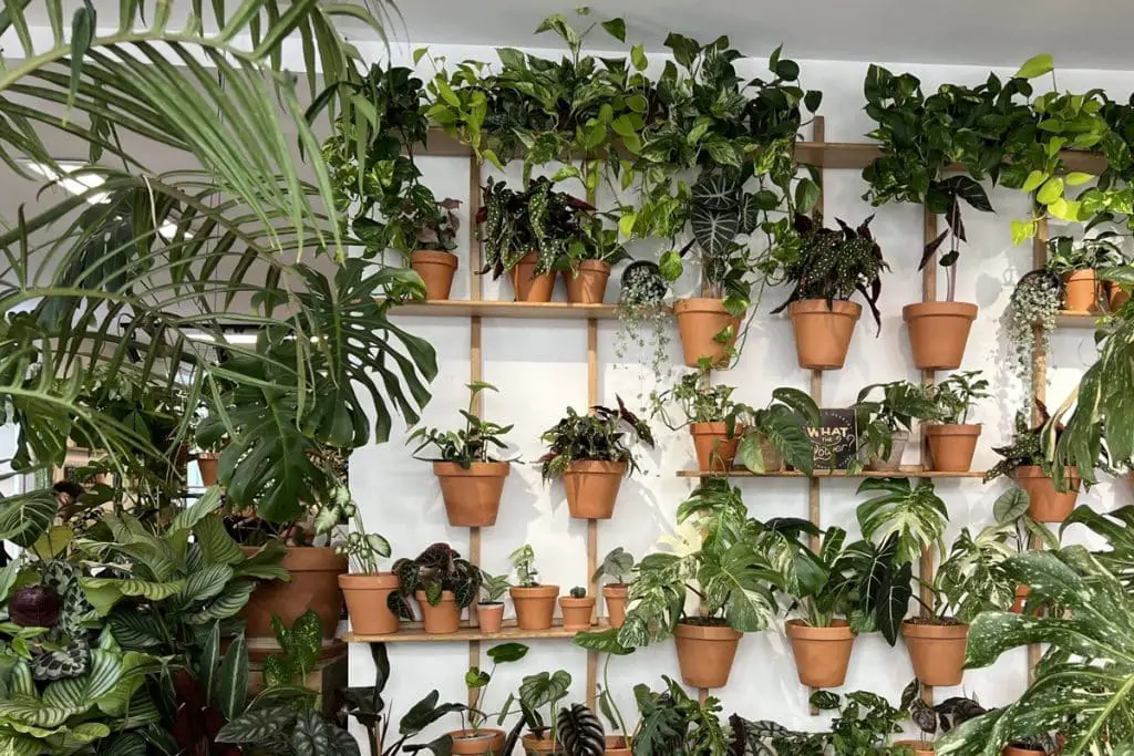 Bien Choisir Ses Plantes
