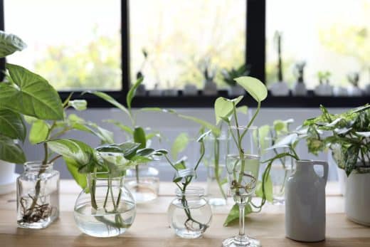 Plantes d'intérieur dans des vases en verre sur une table.