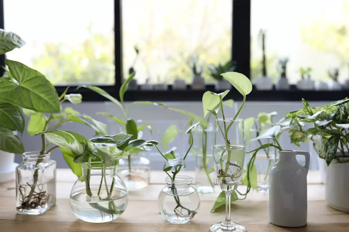 Plantes d'intérieur dans des vases en verre sur une table.