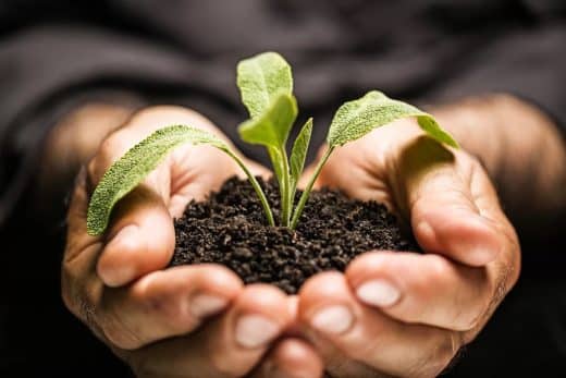Mains tenant une jeune plante avec de la terre.