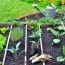 Jardin potager avec plantes et outils de jardinage.