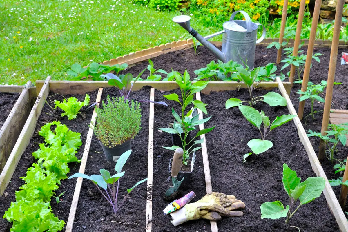 Jardin potager avec plantes et outils de jardinage.