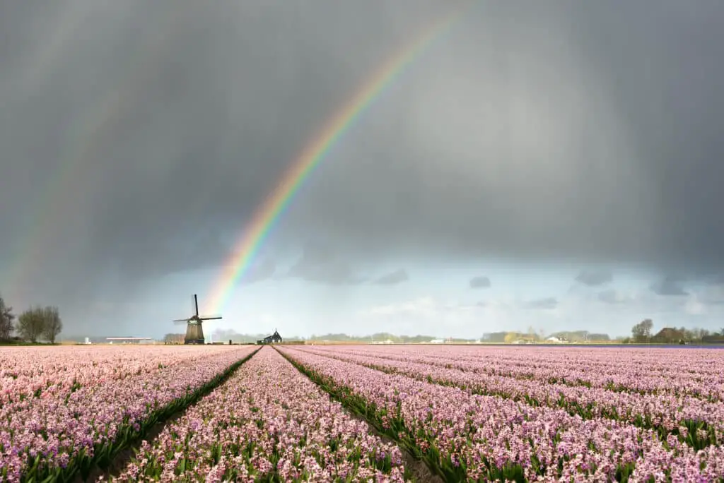 Rainbow Over Windmill And Flower Fields
