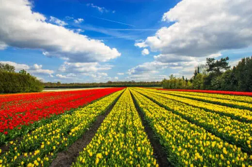 Wonderful Tulips By Springtime. Keukenhof Gardens.
