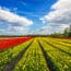 Wonderful Tulips By Springtime. Keukenhof Gardens.