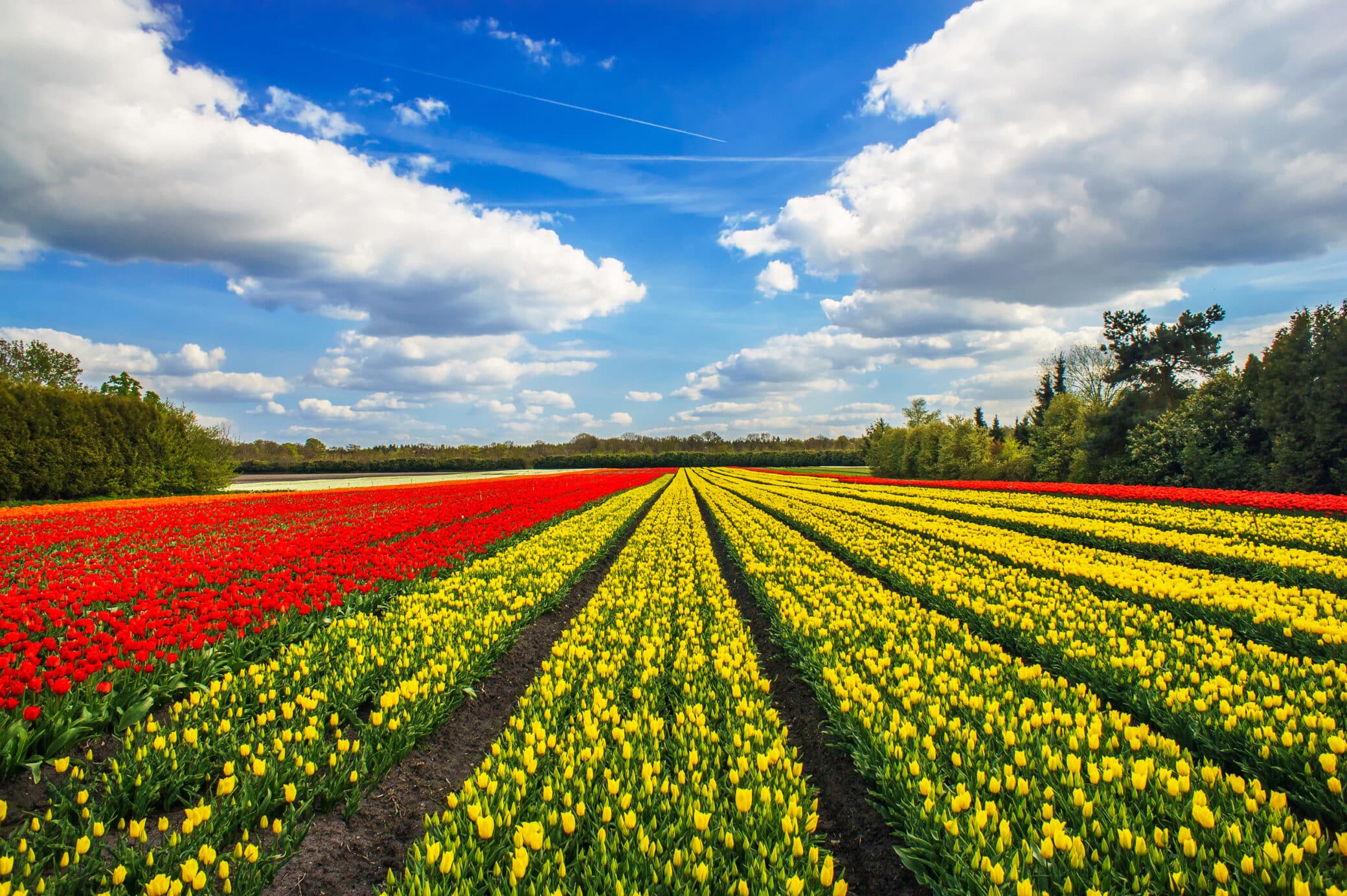Wonderful Tulips By Springtime. Keukenhof Gardens.