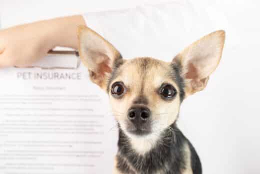 Avantages Fiscaux Assurance Chien