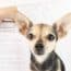 Avantages Fiscaux Assurance Chien