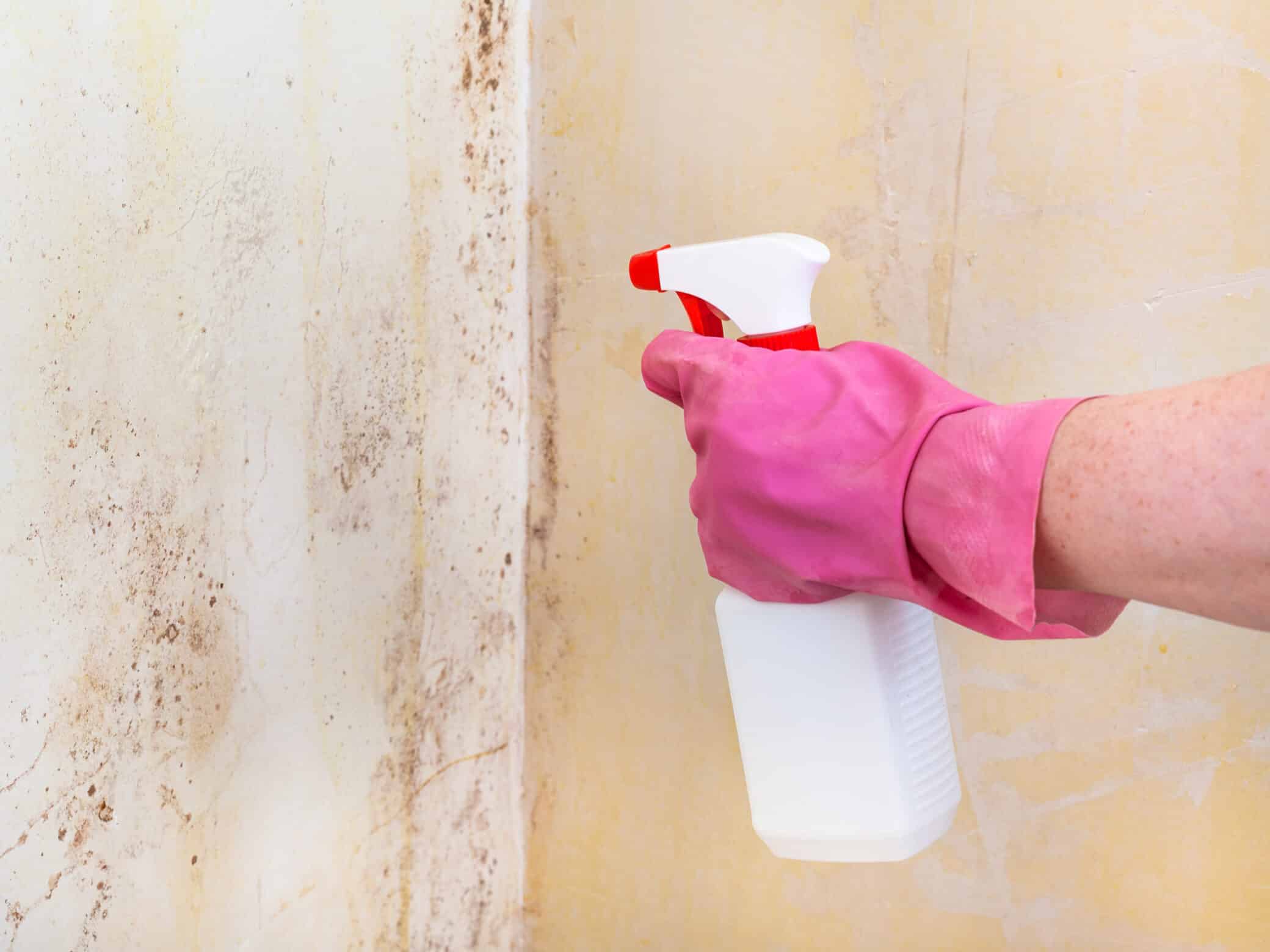 Killing Of Mold On Room Wall With Chemical Spray