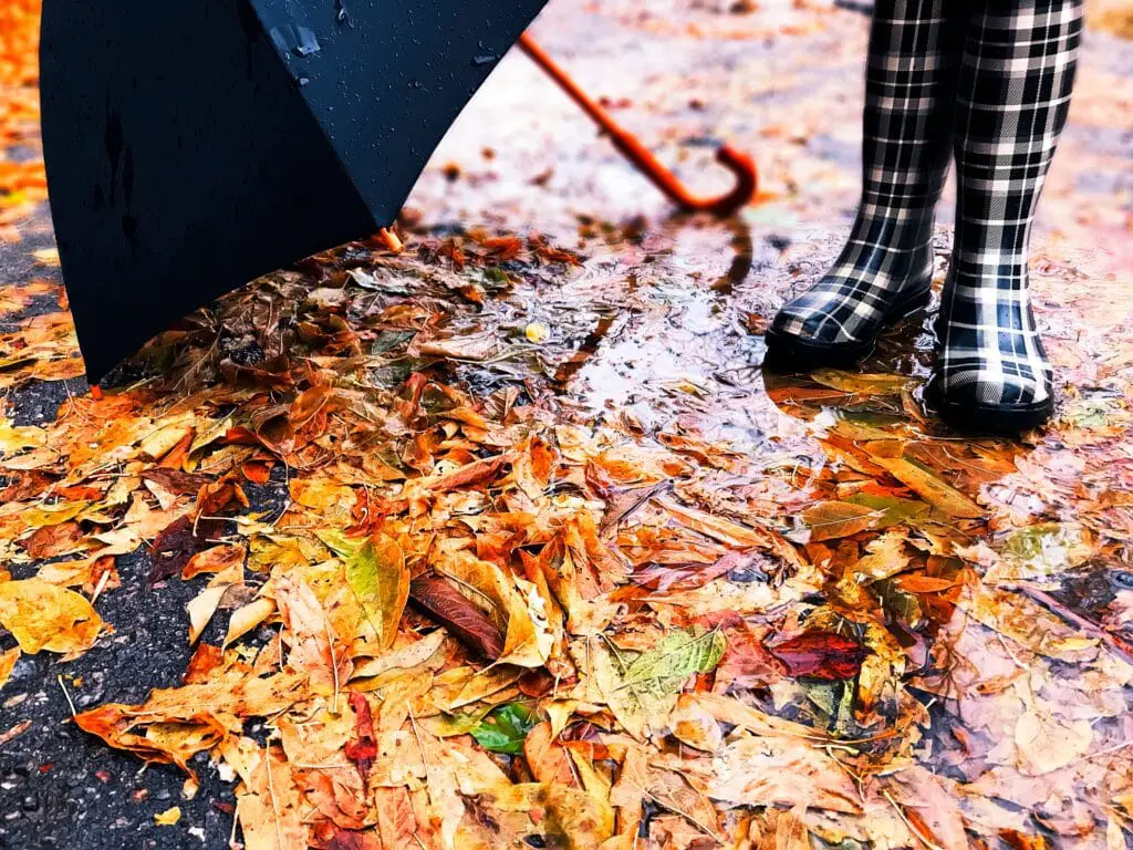 Feuilles sur le trottoir