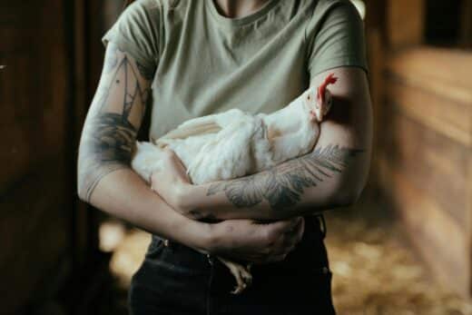 Elever des poules en ville