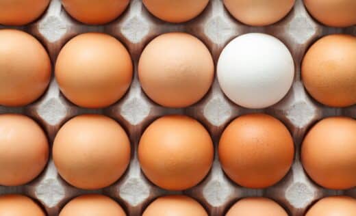 Production oeufs du jardin