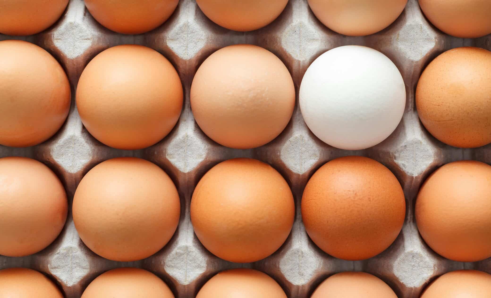 Production oeufs du jardin