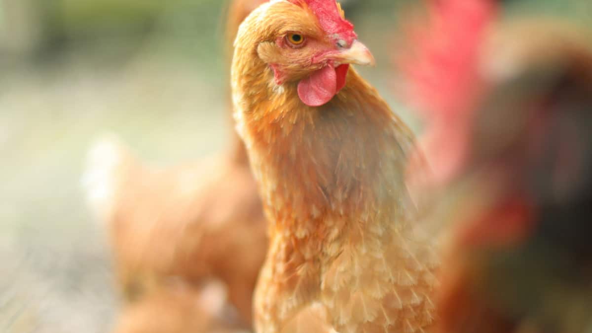 la poule en plein air garde son beau pelage